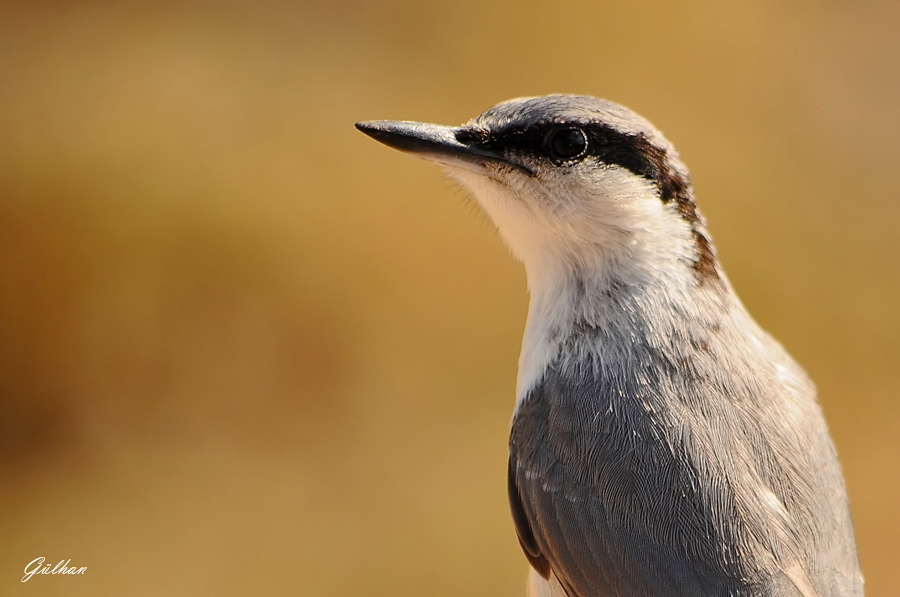 Western Rock Nuthatch
