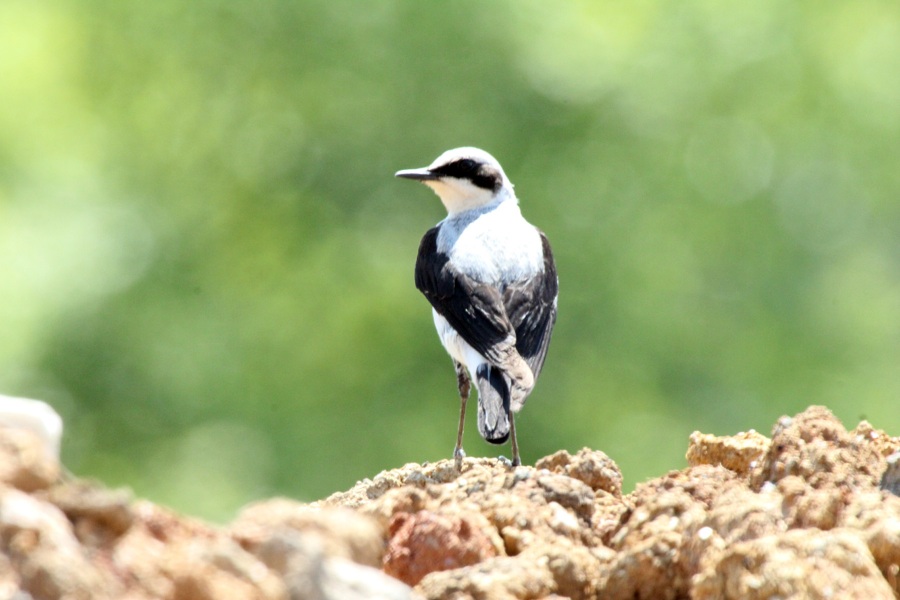 Northern Wheatear