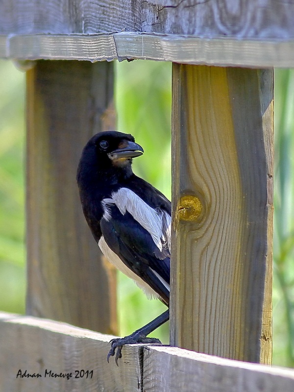 Eurasian Magpie