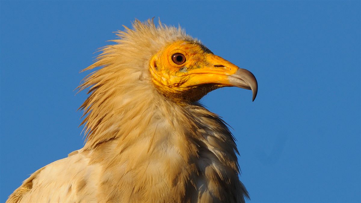 Egyptian Vulture
