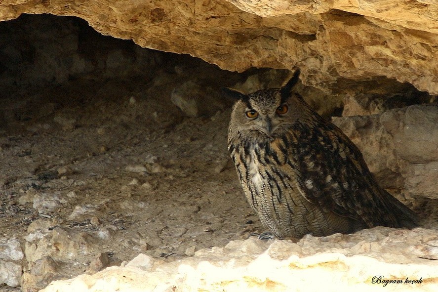 Eurasian Eagle-Owl