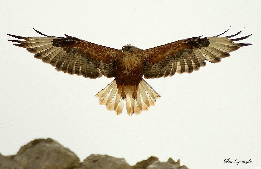 Long-legged Buzzard