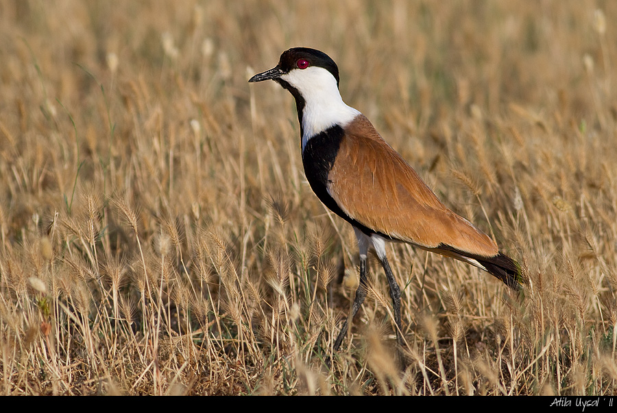 Spur-winged Lapwing