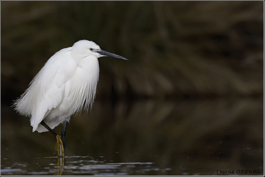 Little Egret