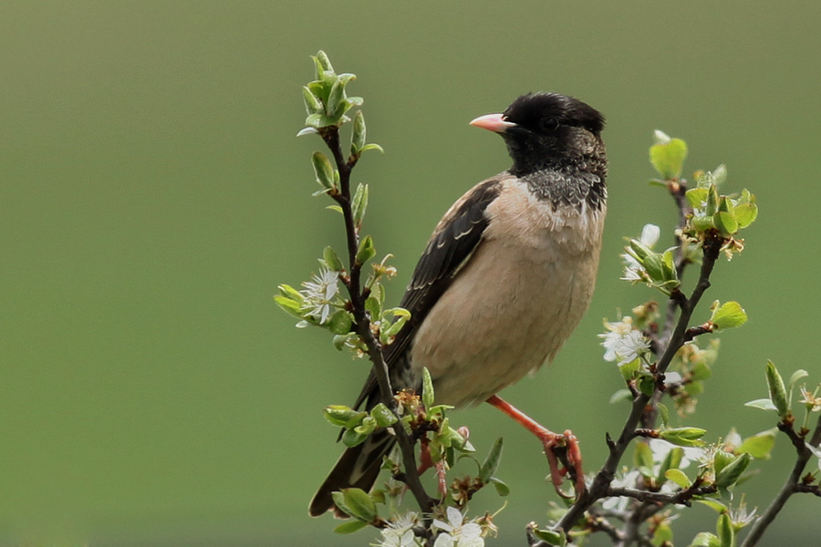 Rosy Starling