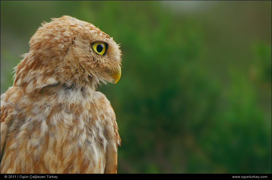 Little Owl