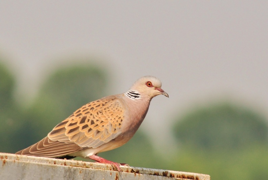 European Turtle Dove