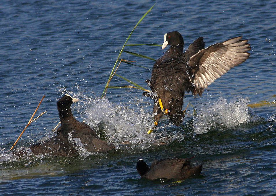 Eurasian Coot