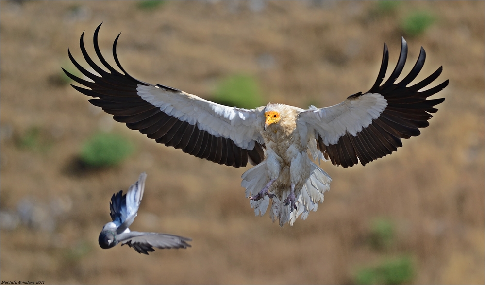Egyptian Vulture