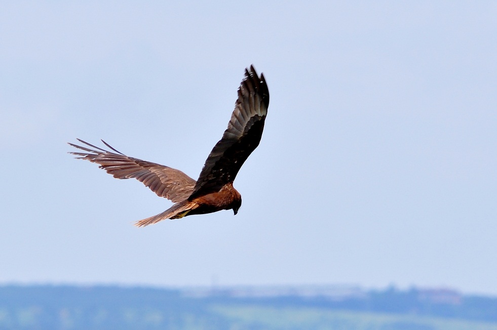 Western Marsh Harrier