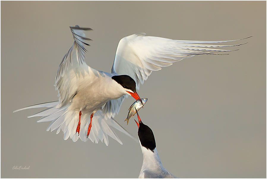 Common Tern