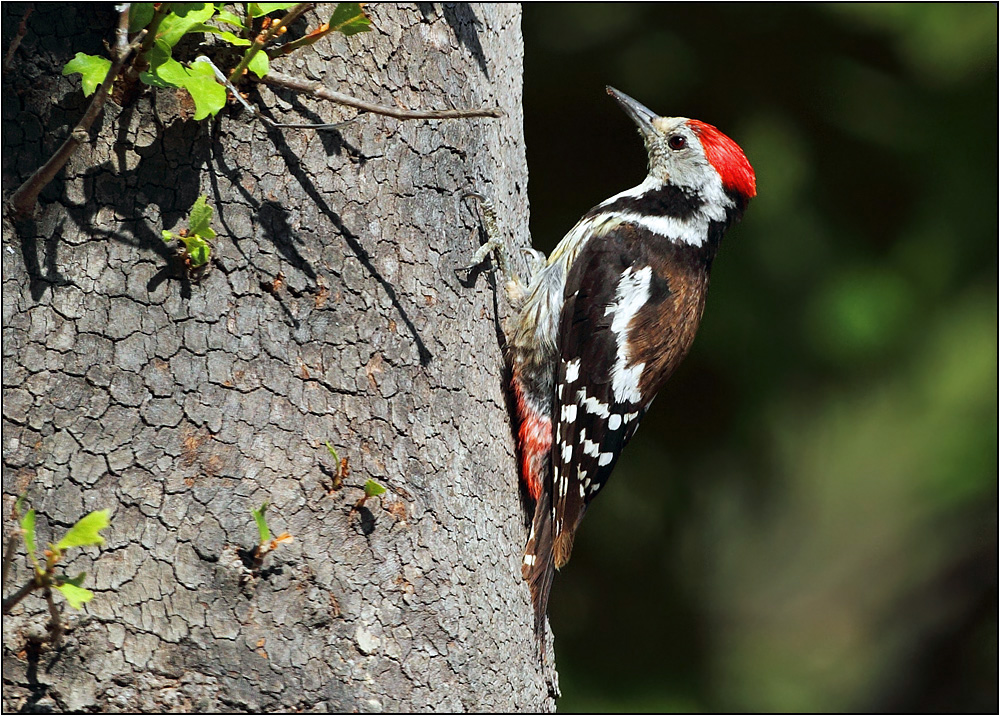 Middle Spotted Woodpecker