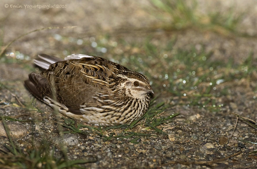 Common Quail