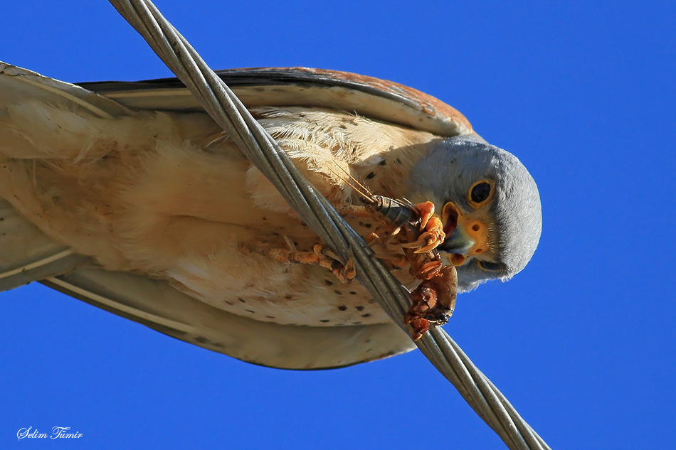 Lesser Kestrel