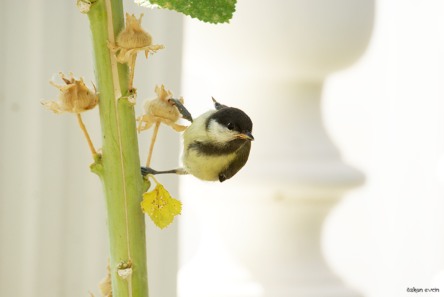 Great Tit