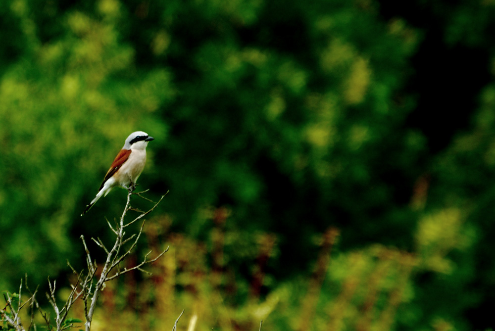 Red-backed Shrike