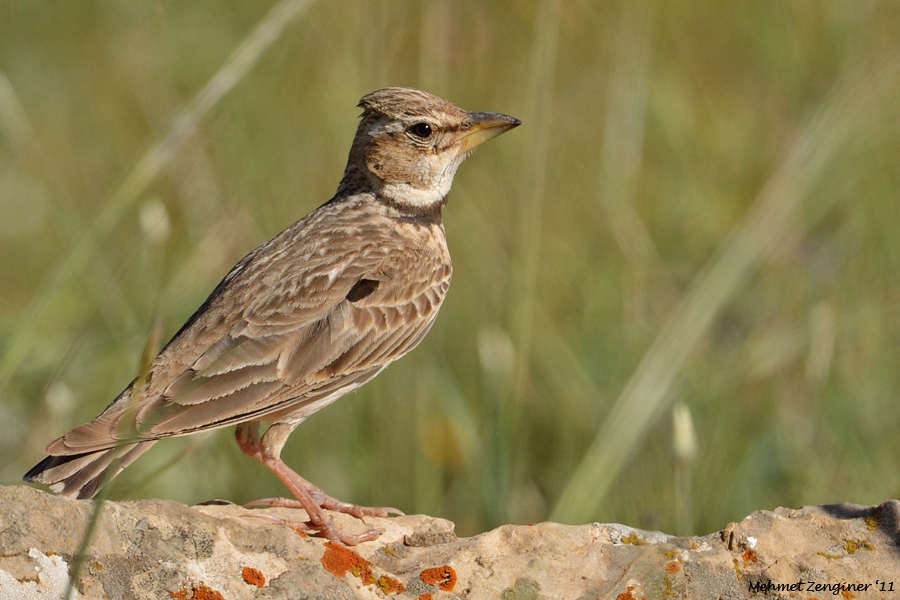 Bimaculated Lark