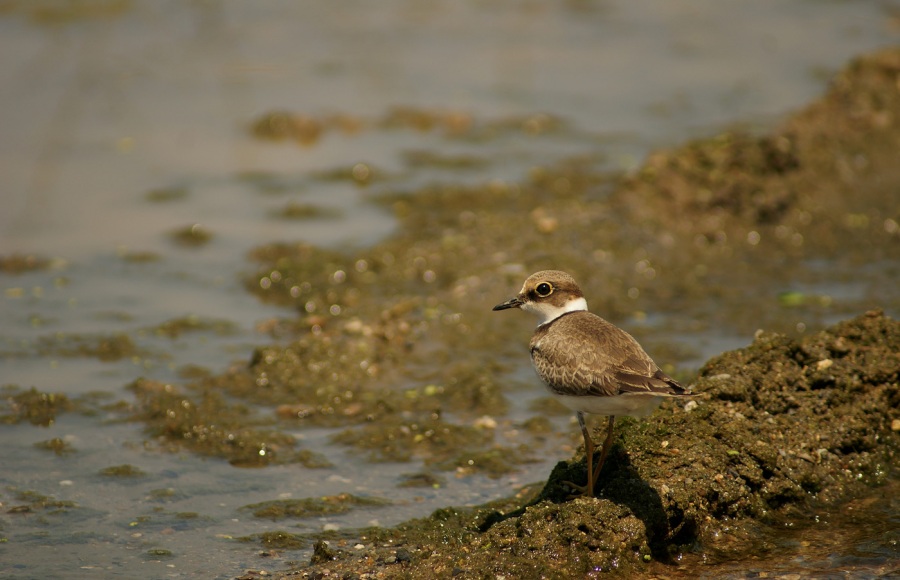Little Ringed Plover