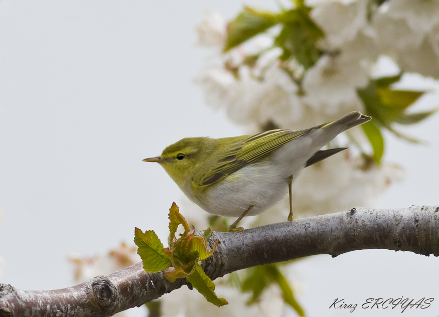 Wood Warbler