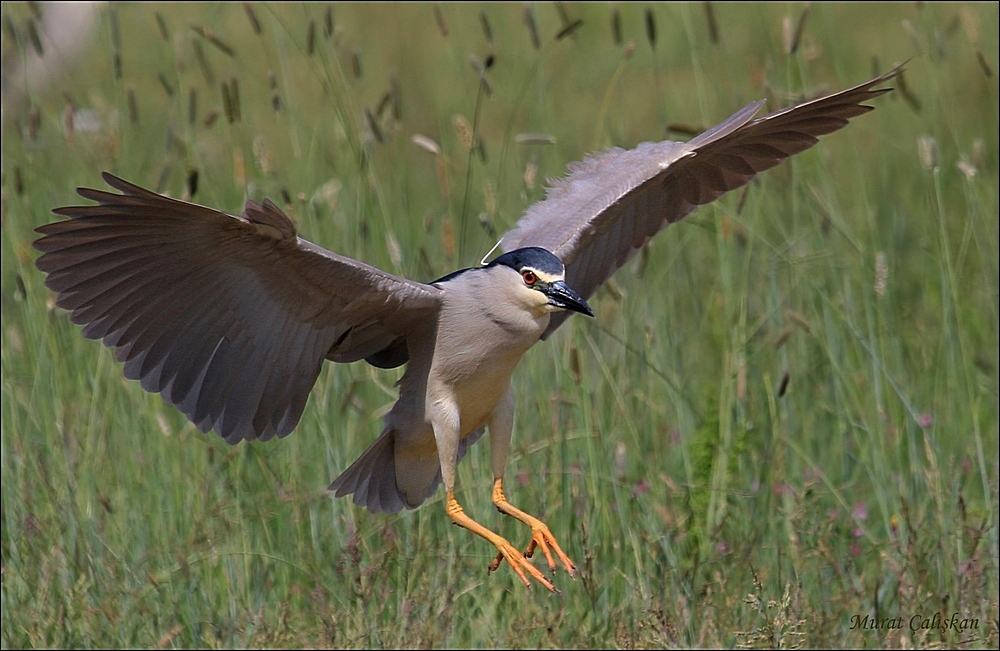 Black-crowned Night Heron