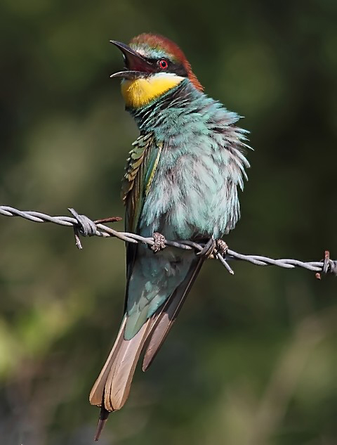 European Bee-eater