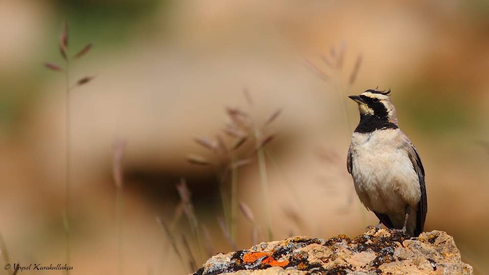 Horned Lark