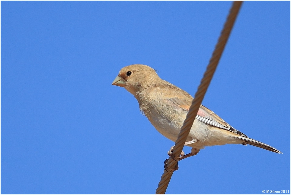 Desert Finch