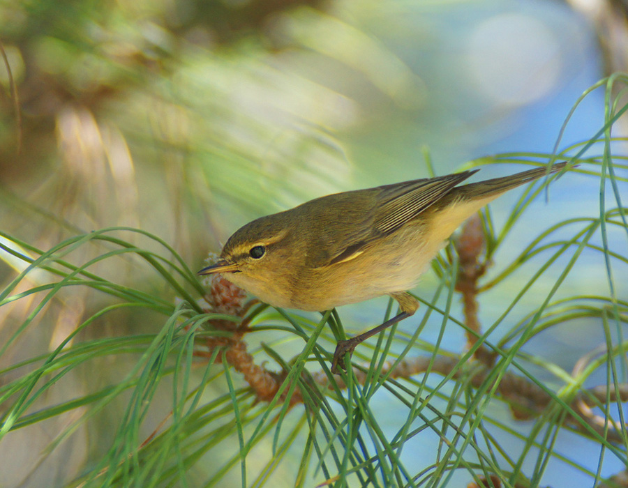 Common Chiffchaff