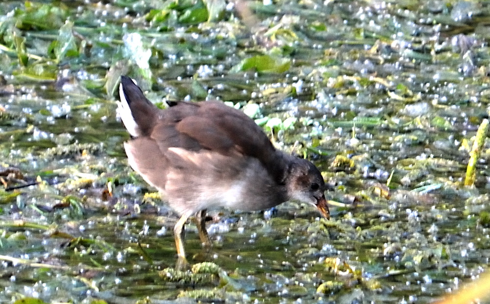 Common Moorhen