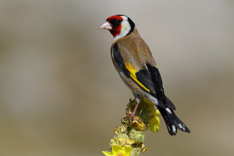 European Goldfinch