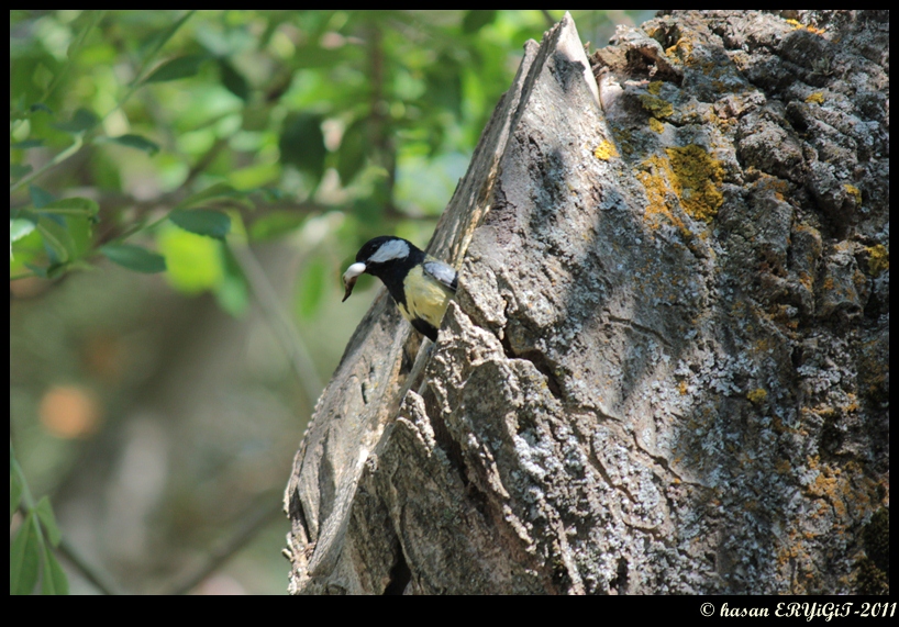 Great Tit
