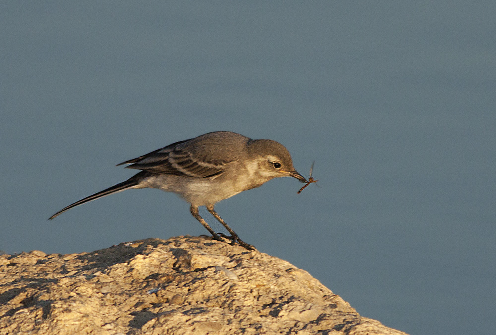 White Wagtail