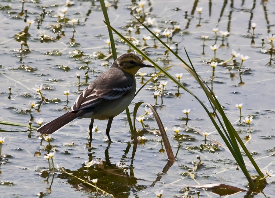 Citrine Wagtail