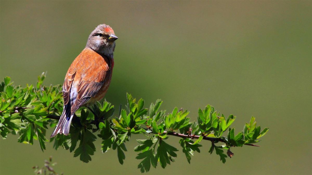 Common Linnet