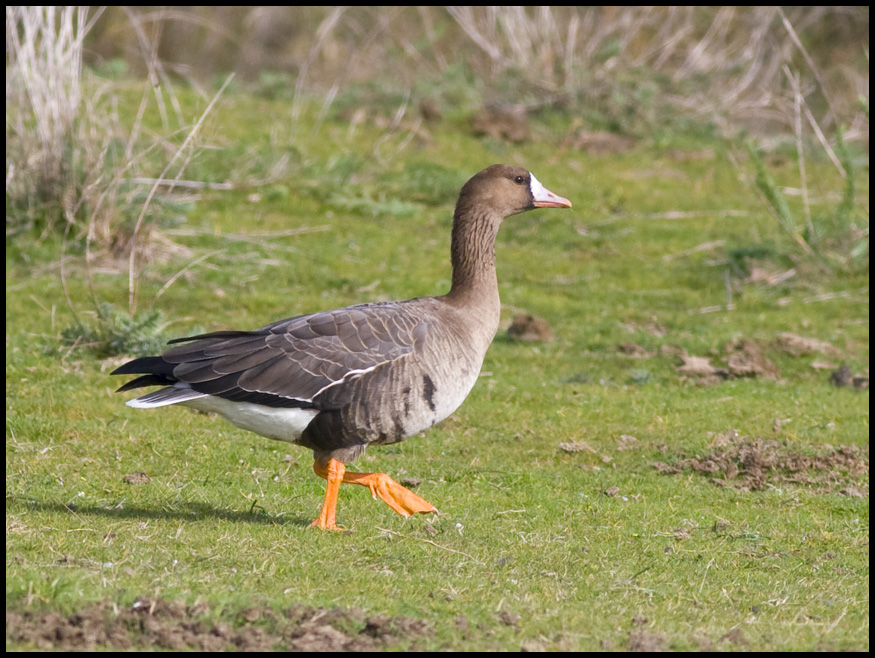 Greater White-fronted Goose
