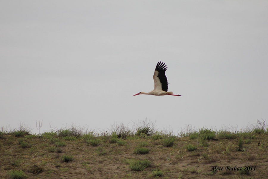 White Stork
