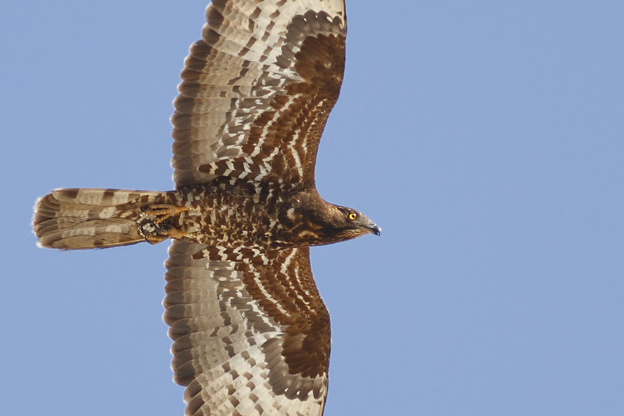European Honey Buzzard
