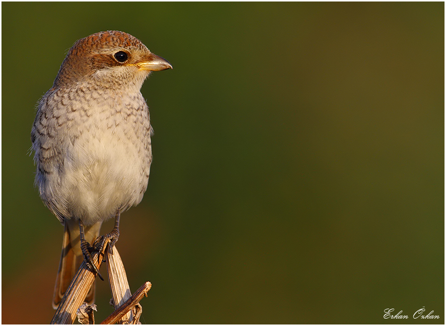 Red-backed Shrike