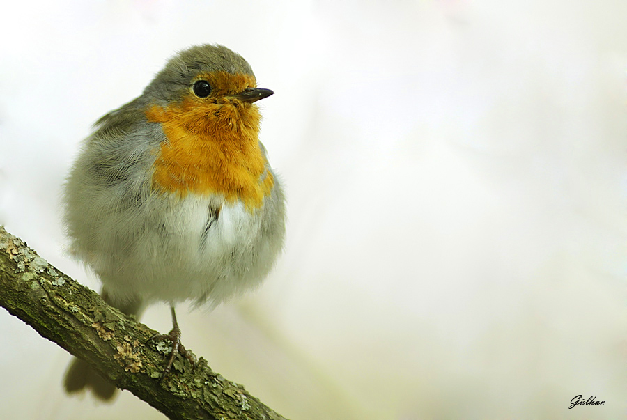 European Robin