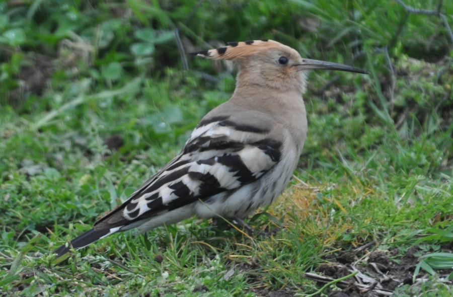 Common Hoopoe