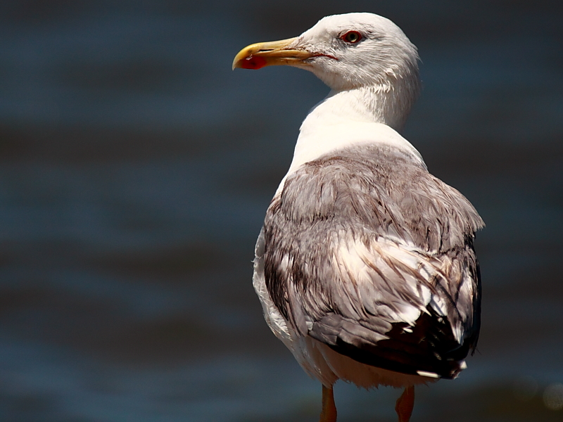 Yellow-legged Gull