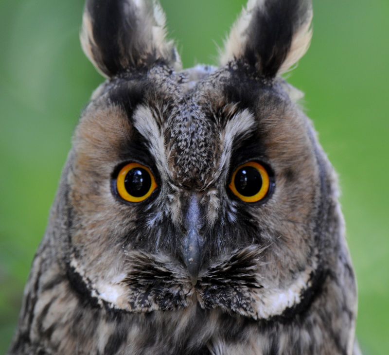 Long-eared Owl
