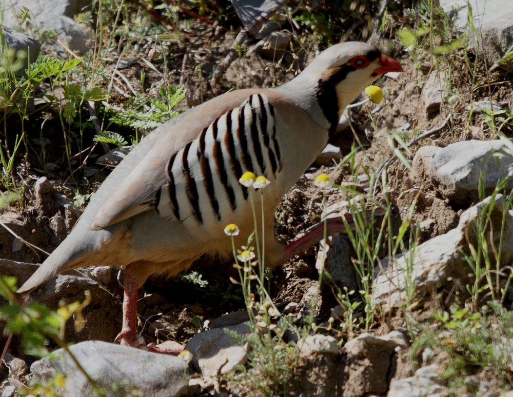 Chukar Partridge