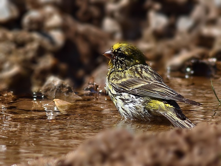 European Serin