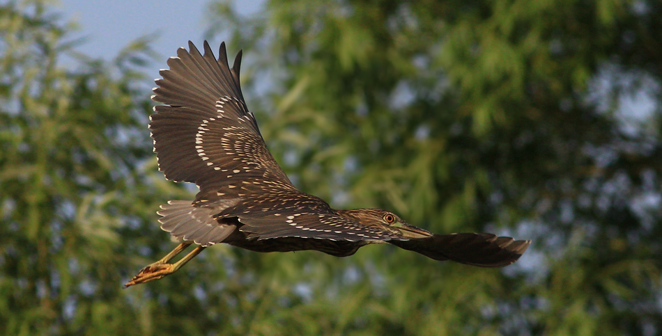 Black-crowned Night Heron
