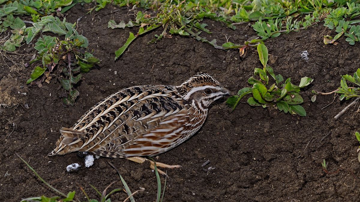 Common Quail