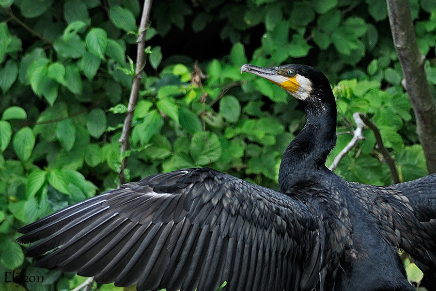 Great Cormorant