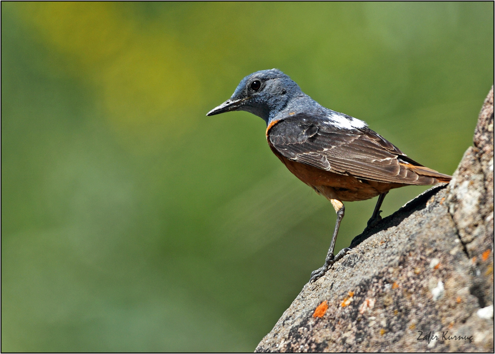Common Rock Thrush
