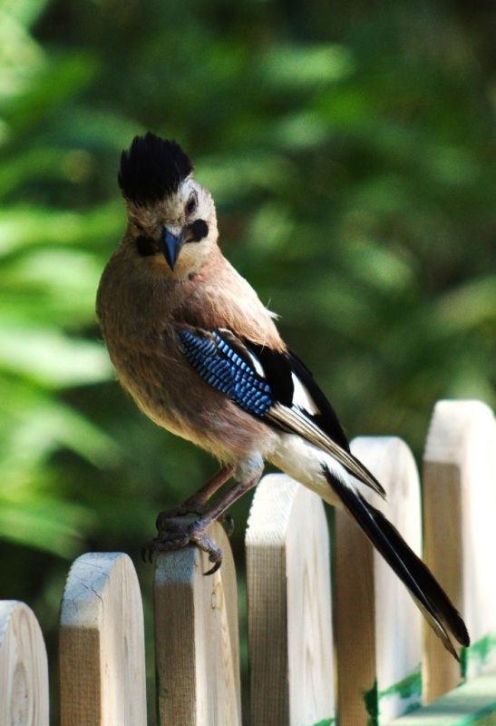 Eurasian Jay