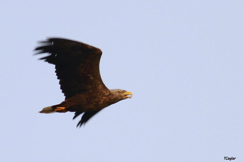 White-tailed Eagle